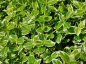 Preview: Euonymus fortunei "Emerald Gaiety" - (Weißbunte Kriechspindel),